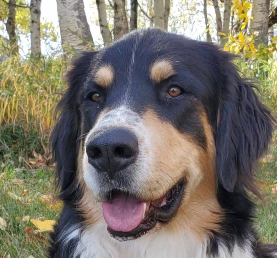 Custom Cartoon Pet Portrait